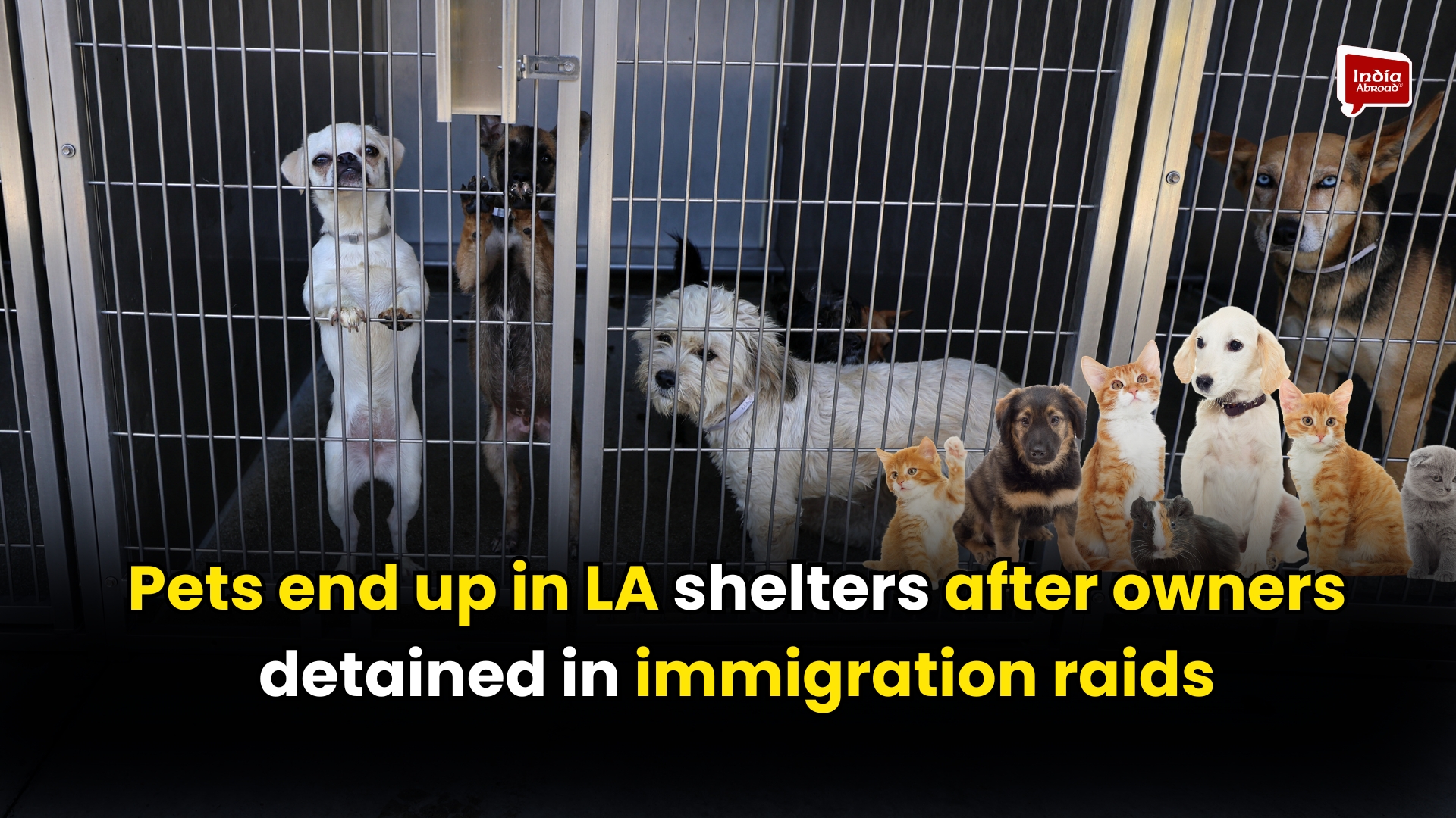 Pets end up in LA shelters after owners detained in immigration raids